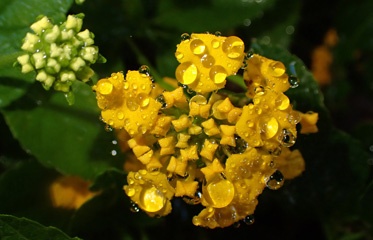 P1185188a.jpg